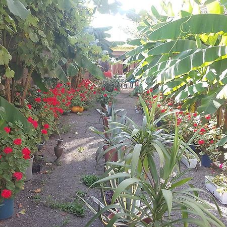 Guest House Cico تأيلافي المظهر الخارجي الصورة